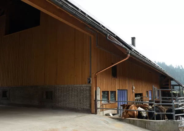 🔨 Projekt abgeschlossen – Abbruch & Wiederaufbau Dach & Futterlager! 🏗️  Für dieses landwirtschaftliche Gebäude durften wir den Abbruch und Wiederaufbau des Dachs und Futterlagers realisieren – inklusive einer Firstverlängerung für den Futterabladeplatz. Ein gelungenes Projekt, das Funktionalität und Qualität optimal vereint!  Als Spezialisten für Holzbau in der Landwirtschaftszone begleiten wir unsere Kunden von der Planung bis zur Umsetzung. Ob Sanierungen, Neubauten oder maßgeschneiderte Lösungen für l