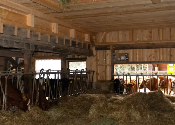 🔨 Projekt abgeschlossen – Abbruch & Wiederaufbau Dach & Futterlager! 🏗️  Für dieses landwirtschaftliche Gebäude durften wir den Abbruch und Wiederaufbau des Dachs und Futterlagers realisieren – inklusive einer Firstverlängerung für den Futterabladeplatz. Ein gelungenes Projekt, das Funktionalität und Qualität optimal vereint!  Als Spezialisten für Holzbau in der Landwirtschaftszone begleiten wir unsere Kunden von der Planung bis zur Umsetzung. Ob Sanierungen, Neubauten oder maßgeschneiderte Lösungen für l